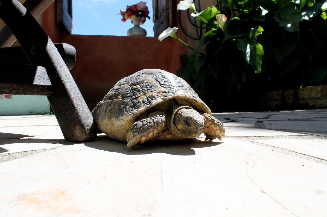 Le Cisterne B&B อเมเลีย ภายนอก รูปภาพ